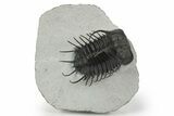 Spiny Koneprusia Trilobite - Ofaten, Morocco #242164-5